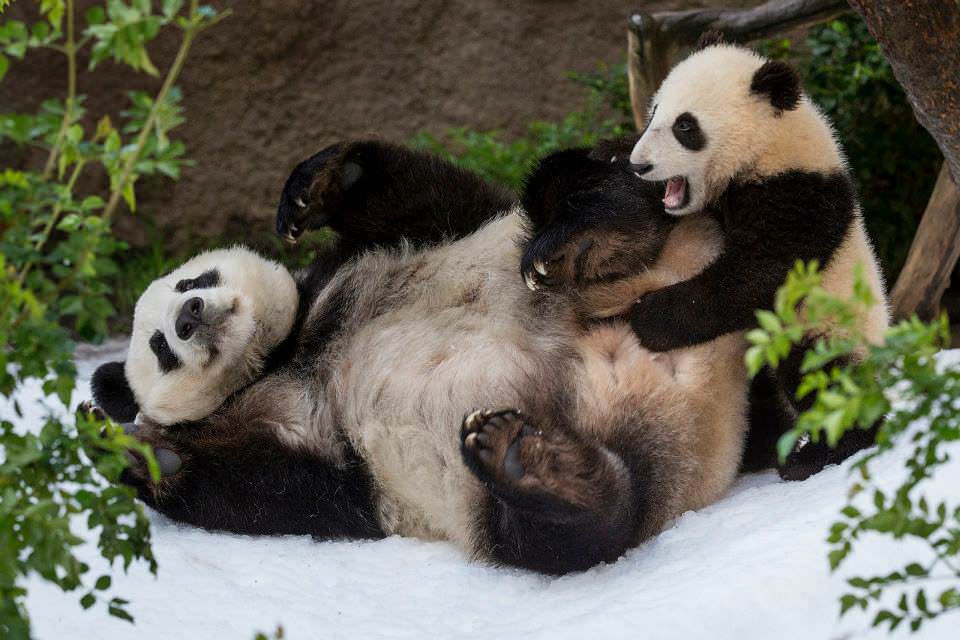 Pandas at San Diego Zoo