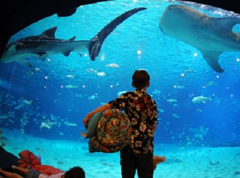 7 Amazing American Aquariums for Families