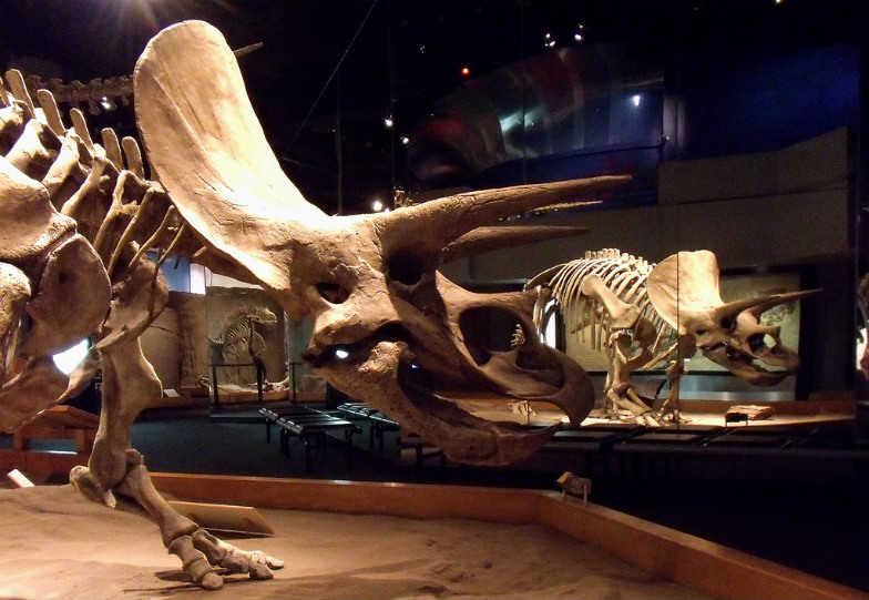 Triceratops in the Dinosaur Hall, Royal Tyrrell Museum