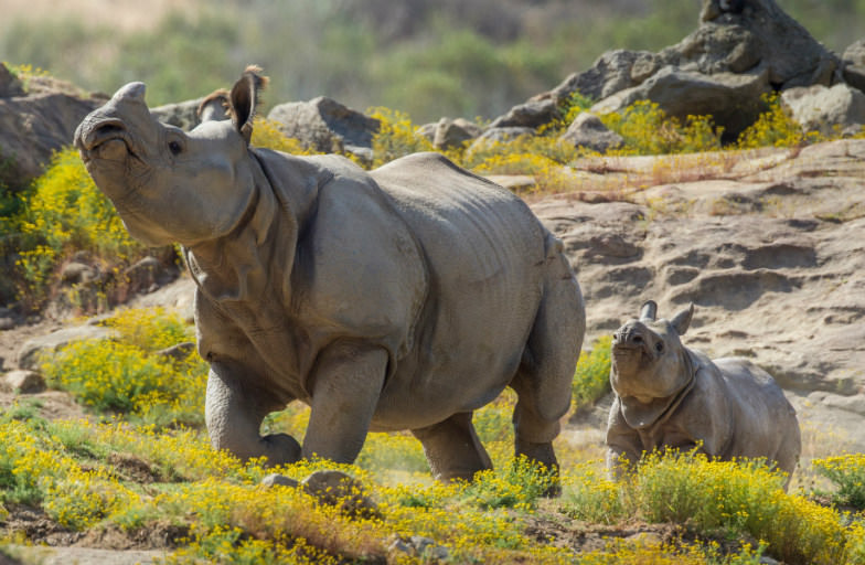 Wake up with view of the rhinos at the San Diego Zoo Safari Park.