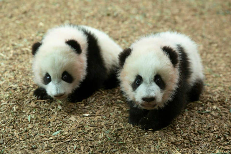 Party at night with pandas at Zoo Atlanta.