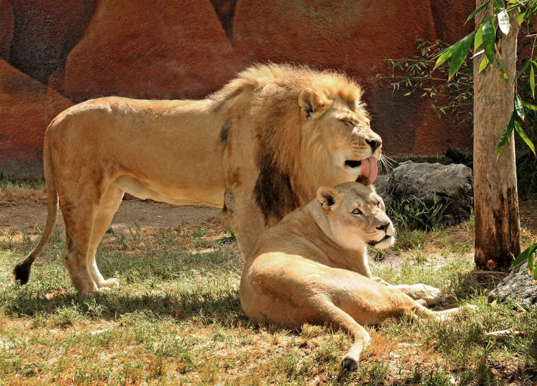 Camp out and see lions up close at the LA Zoo.