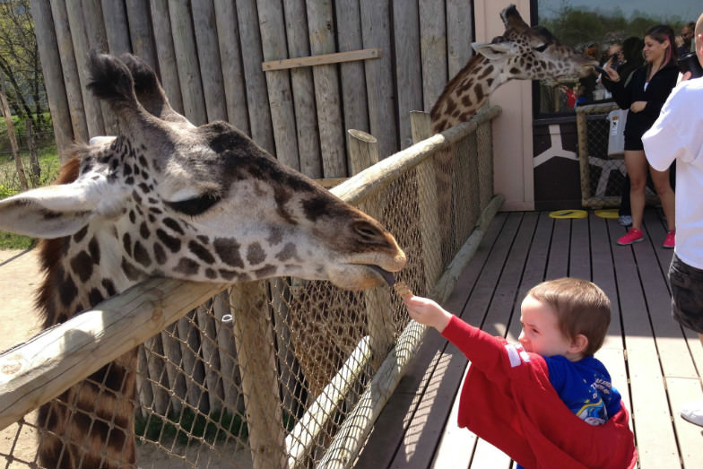 Camp next to giraffes at the Cincinnati Zoo.