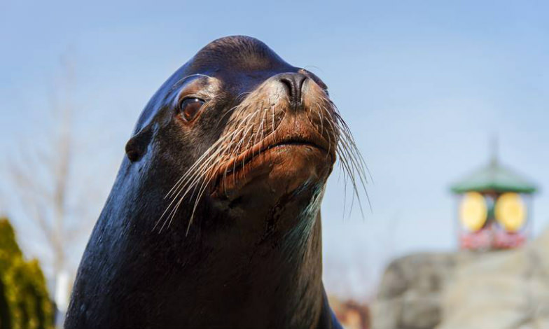 Sleep next to sea lions at the St. Louis Zoo.