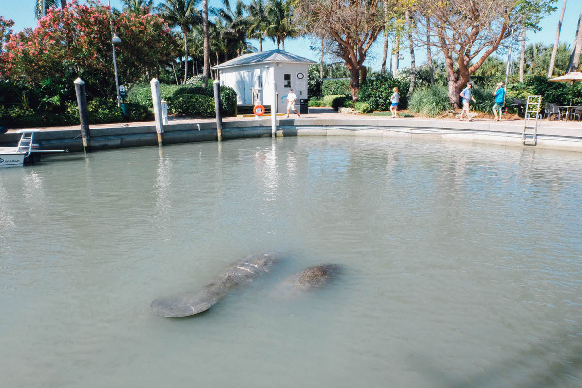 Manatees resting at the marina at South Seas Island Resort