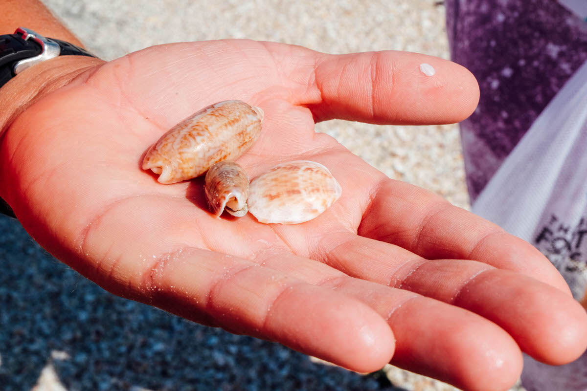 Shelling concierge at South Seas Island Resort