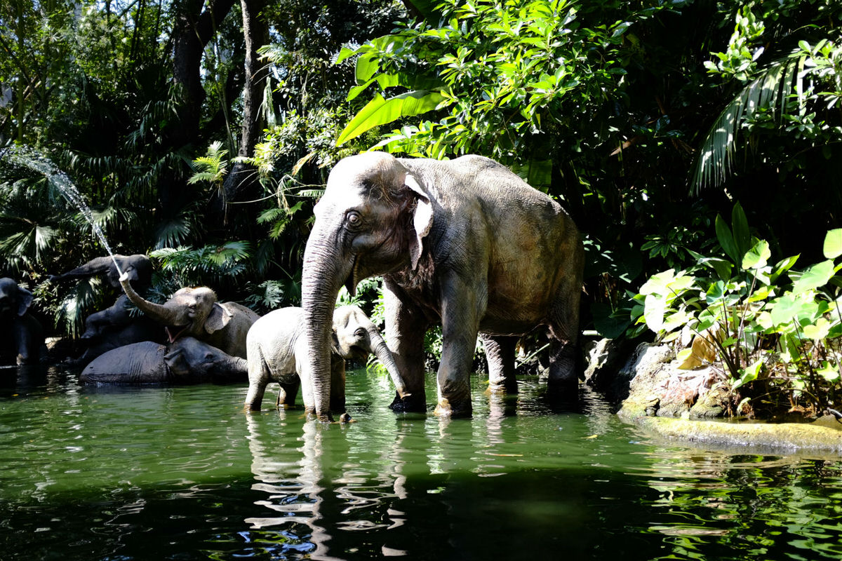 Jungle Cruise is one of the many attractions at the park with a FASTPASS.