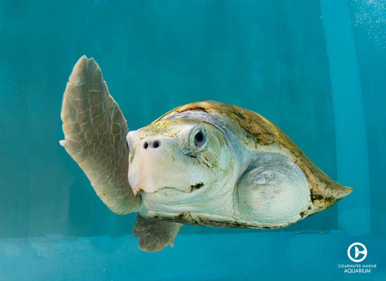 Turtle at Clearwater Marine Aquarium