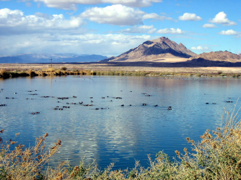 Bird Preserve in Henderson, Nevada