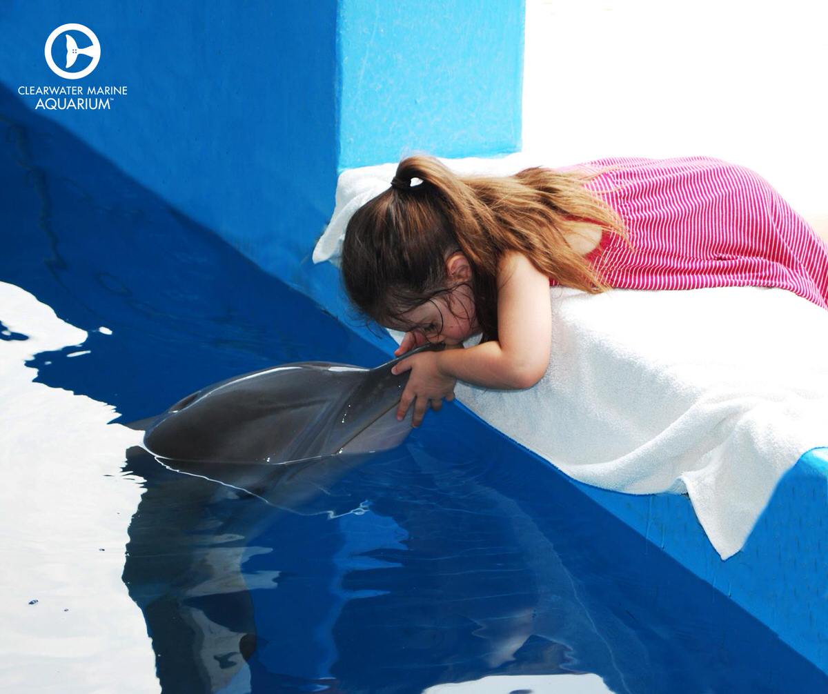 Dolphin interactions at the Clearwater Marine Aquarium