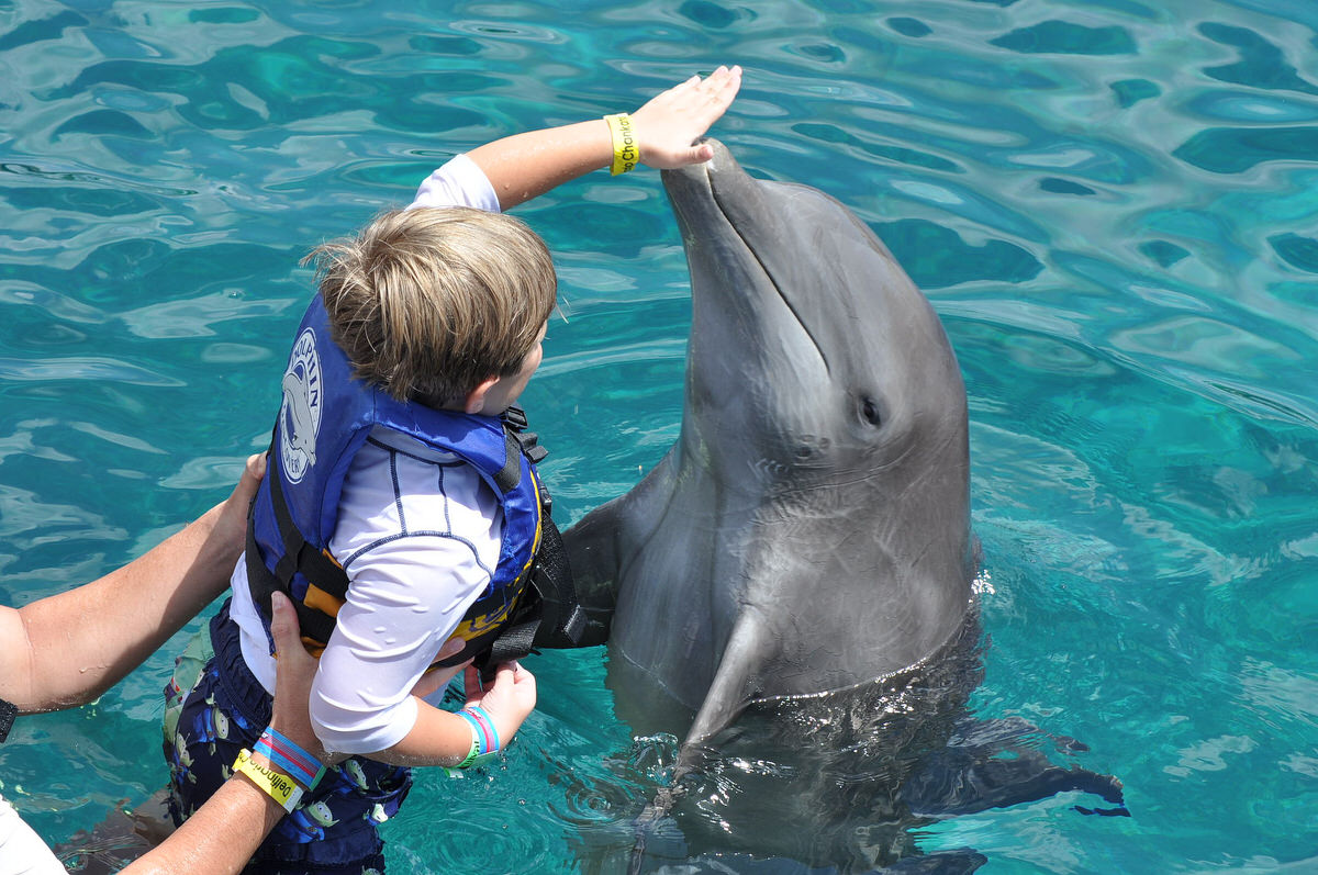 Swimming with dolphins: good or bad?