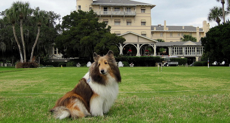 dog at Jekyll Island