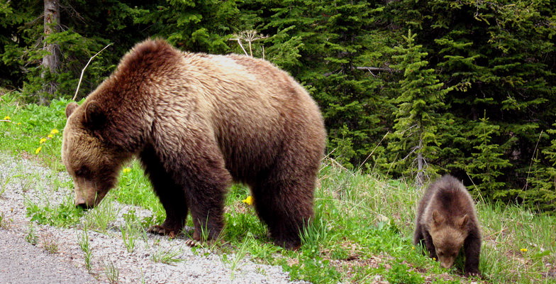 grizzly bear and cub