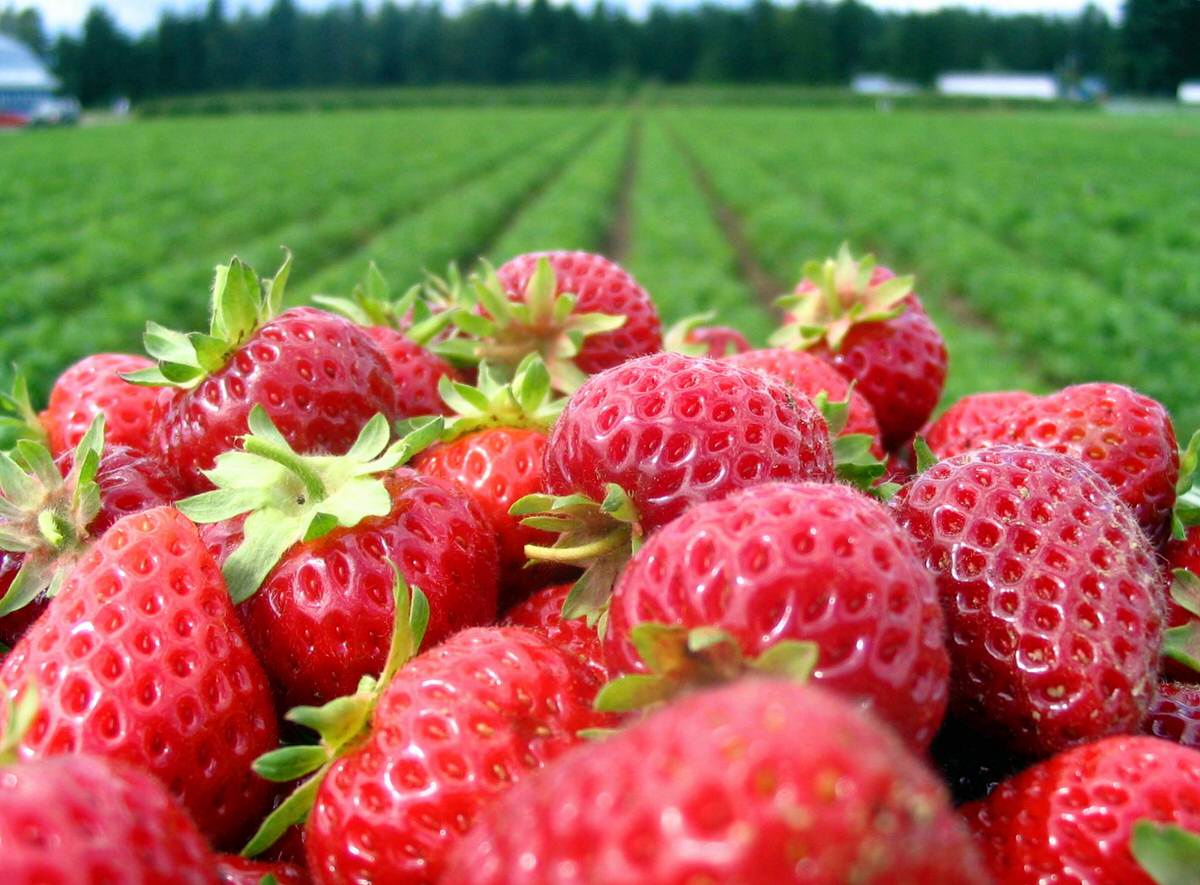 Stop by Oxnard's California Strawberry Festival during your trip in Ventura.