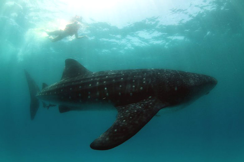 Snorkeling with whale sharks with JW Marriott Cancun Resort & Spa