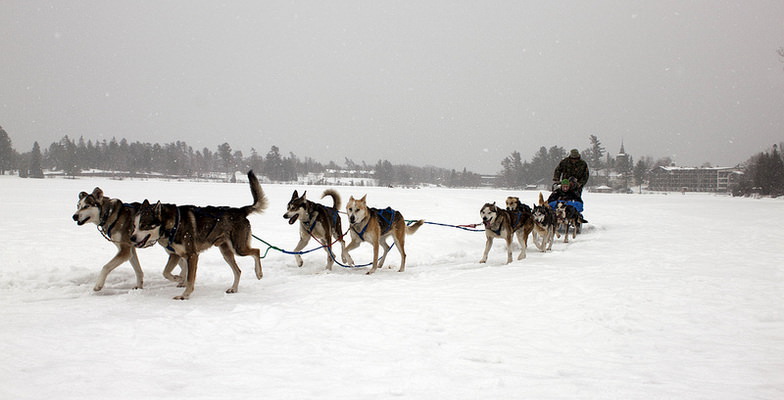 dog sledding mirror lake