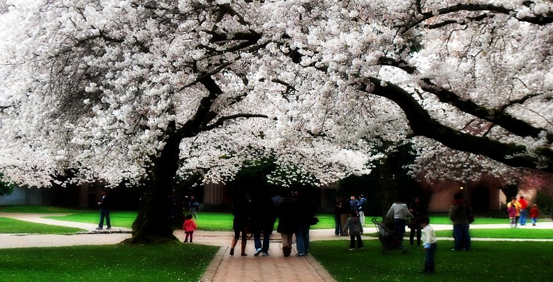 free Seattle: University of Washington