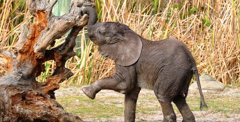 cutest zoo baby animals