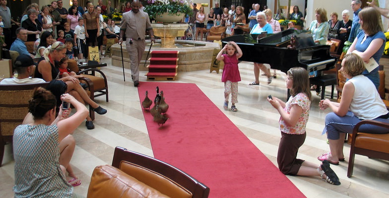 peabody ducks