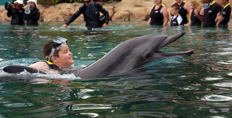 swimming with dolphins