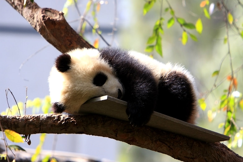 Panda at the San Diego Zoo