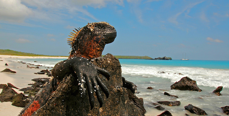 Alternative Cruises: The Galapagos Islands