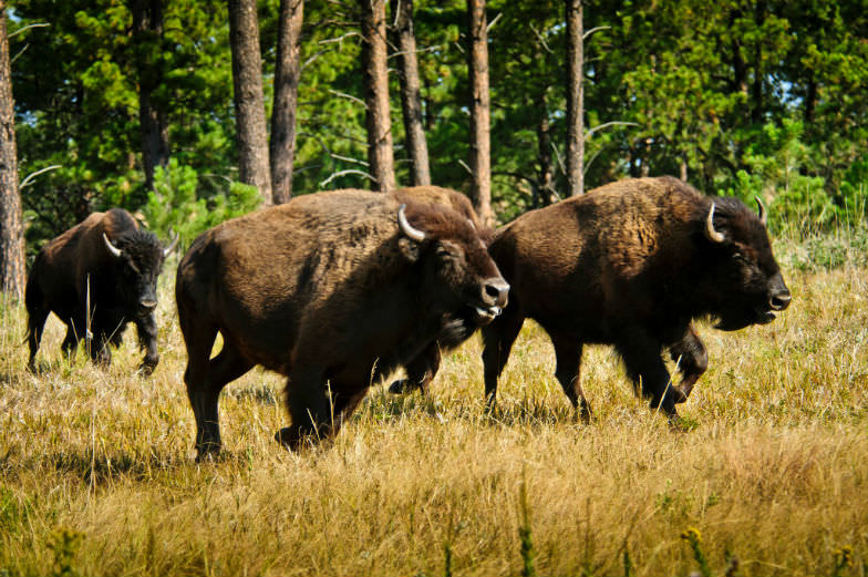 Buffalo Roundup in Custer State Park