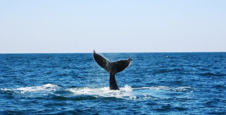 Presidents Week deal: Virginia Beach whale watching