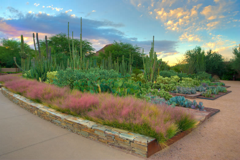 Splendor at the Desert Botanical Garden 