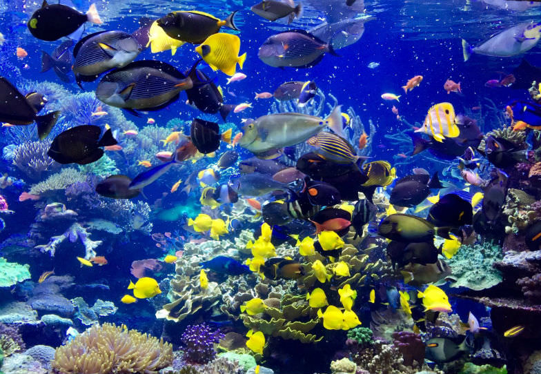 See colorful fish and many others at the Long Island Aquarium.