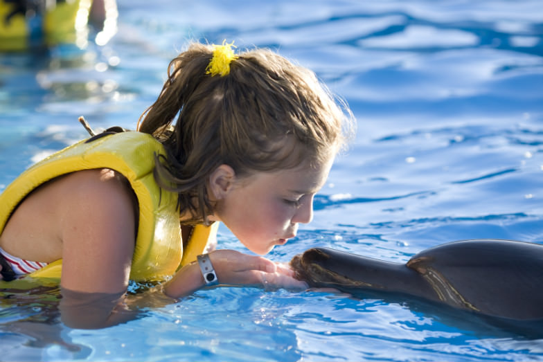 Encounter Dolphins with these amazing deals