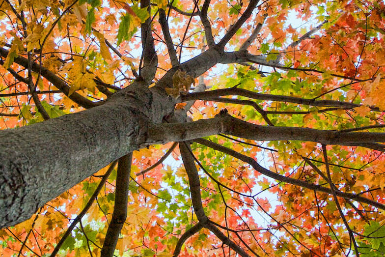 Who can resist the colors of the fall?