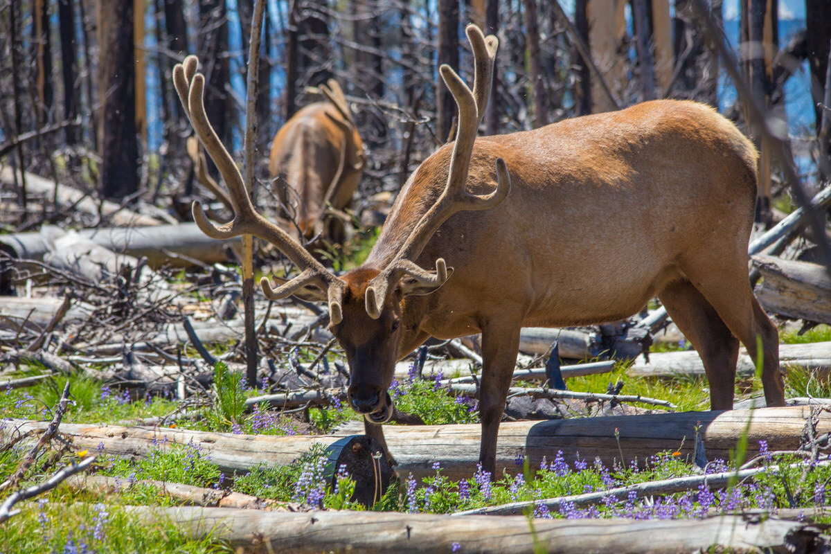 Embark on a wildlife safari in the park.