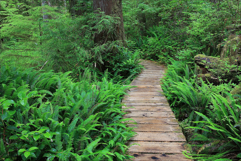 Pacific Rim National Park Reserve