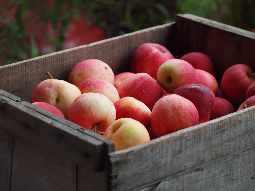 Apple picking is only some of the best fall activities to do with kids in North Georgia.