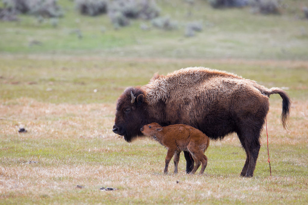 Bison and calf in Yellowstone