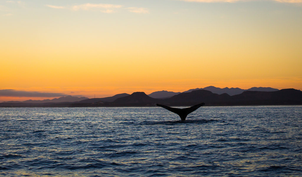 Whale watching at sunset in the Sea of Cortez