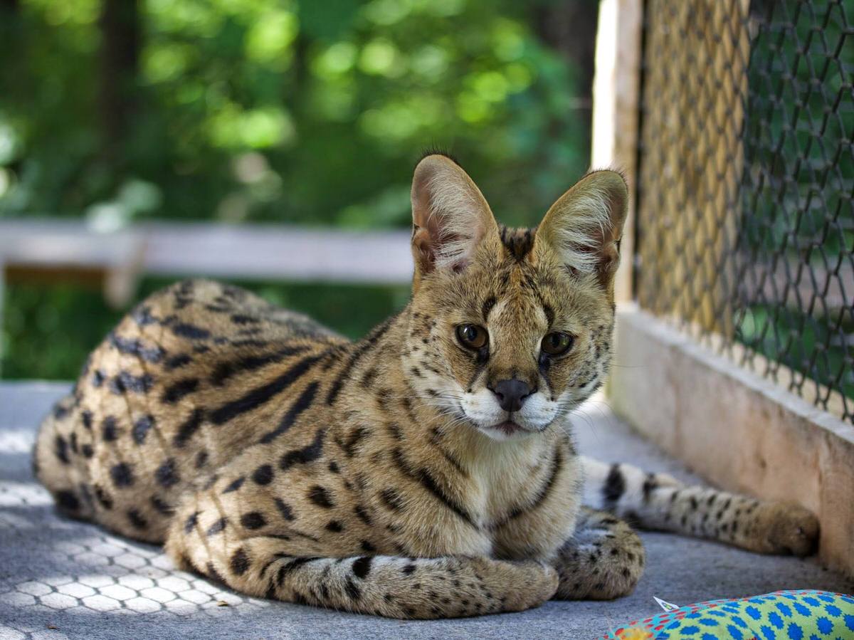 African Serval at Animal Adventures