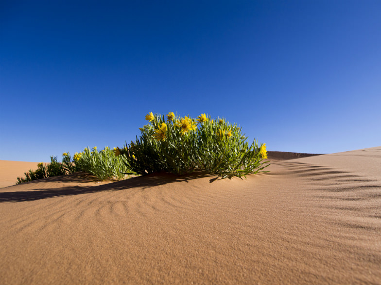 Coral Pink Sand Dunes State Park