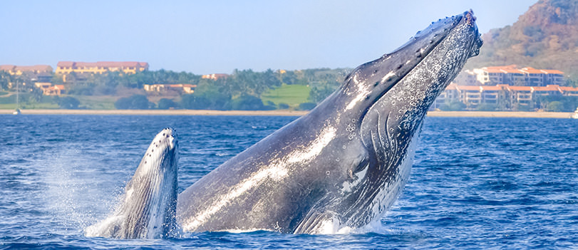 Go whale watching in Puerto Vallarta with Vallarta Adventures.