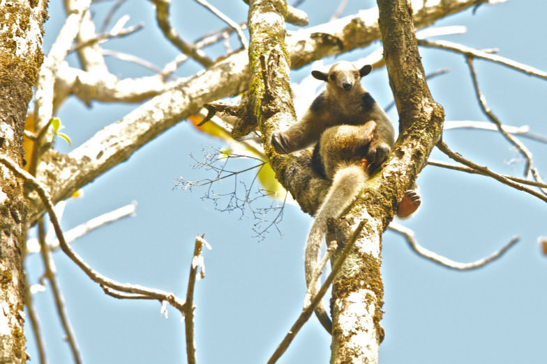 Antbear on the Osa Peninsula