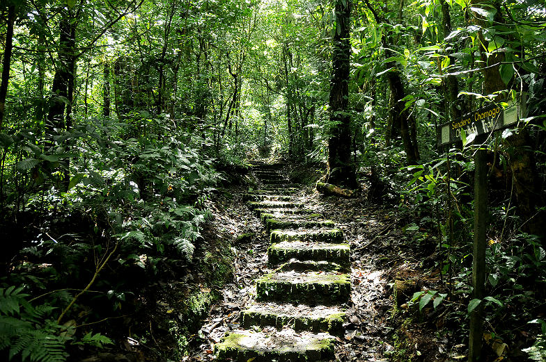 Monteverde Cloud Forest 