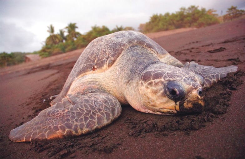 Turtle in Tortuguero