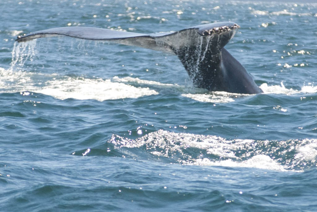 Whale watch in Puerto Vallarta