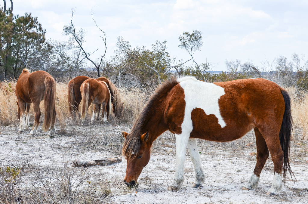 Wild ponies of Assateague Island