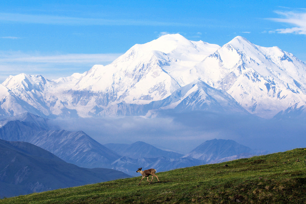 Caribou at Denali National Park