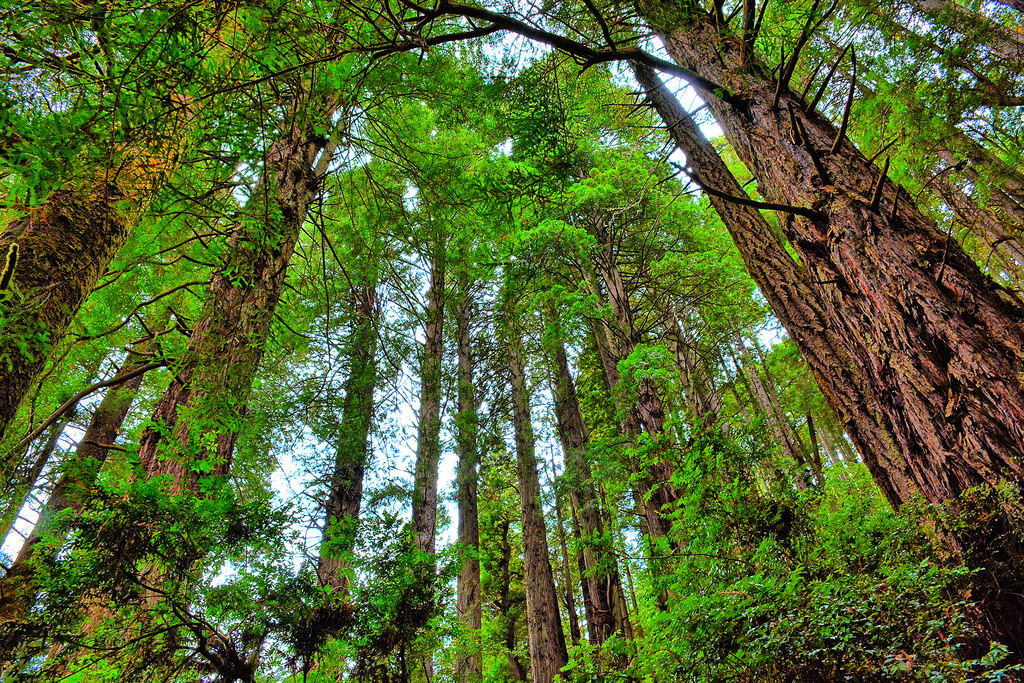 Trees of Mystery at Redwood National Park