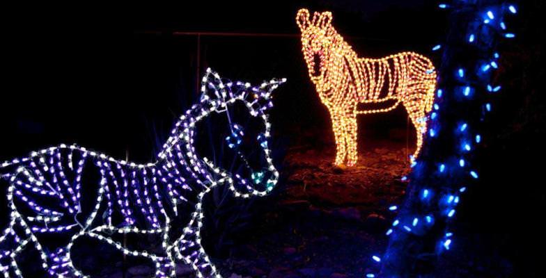 best holiday zoolight celebrations at zoos
