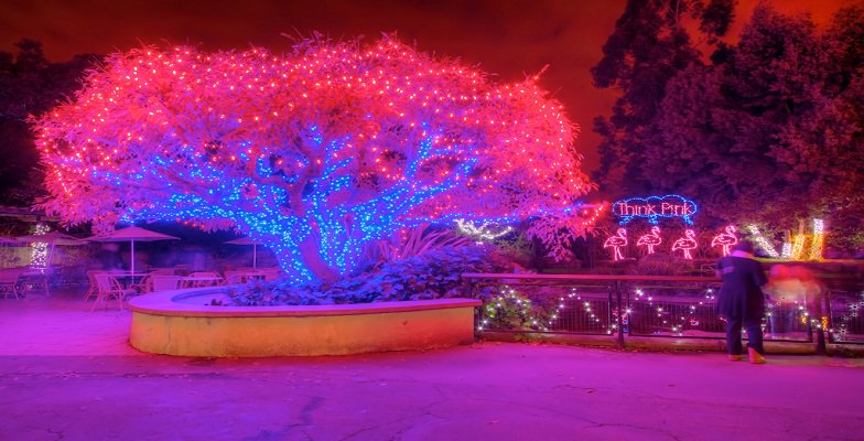 best holiday zoolight celebrations at zoos